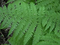 Athyrium filix-femina