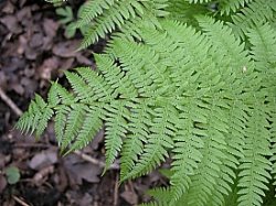 Athyrium filix-femina