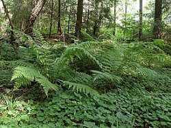 Athyrium filix-femina