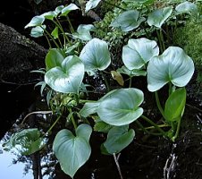 Calla palustris