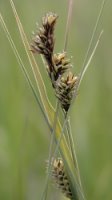 Carex buxbaumii agg. (turzyca Buxbauma agg.)