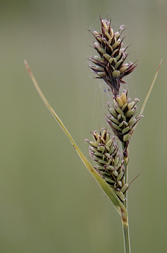 Carex buxbaumii agg. (turzyca Buxbauma agg.)