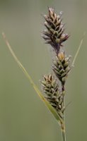 Carex buxbaumii agg. (turzyca Buxbauma agg.)