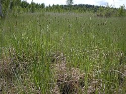 Carex buxbaumii