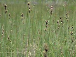 Carex buxbaumii