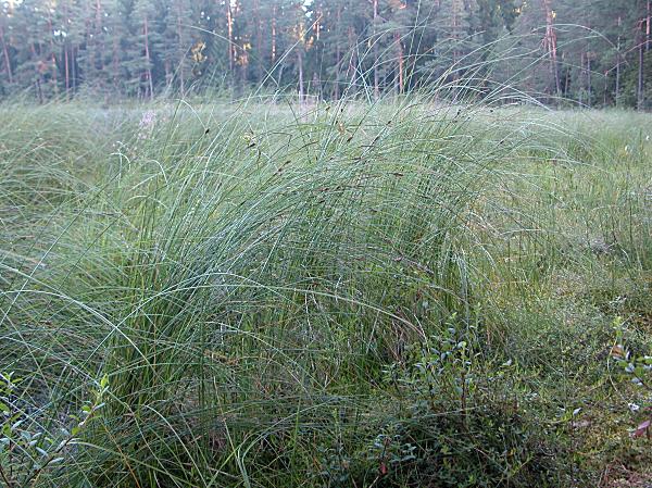 Carex lasiocarpa