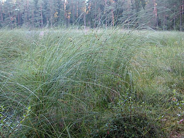 Carex lasiocarpa