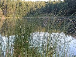 Carex lasiocarpa