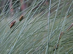 Carex lasiocarpa