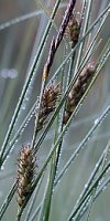 Carex lasiocarpa