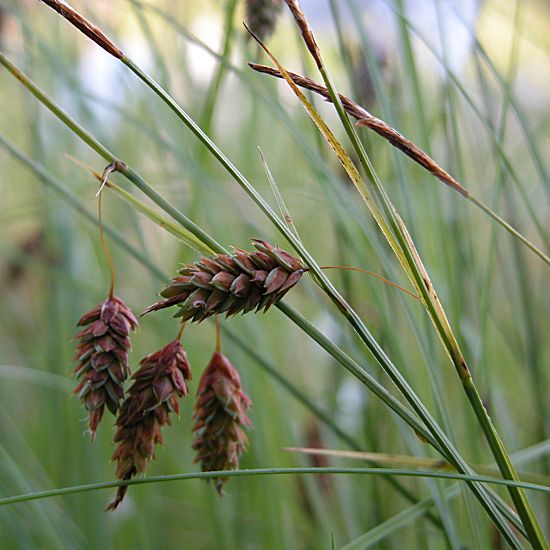 Carex limosa