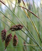 Carex limosa