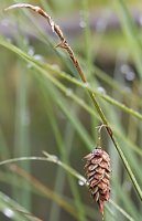 Carex limosa