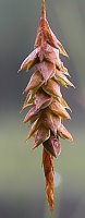 Carex limosa