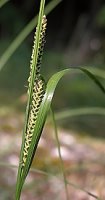 Carex nigra