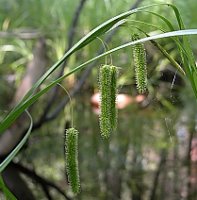 Carex pseudocyperus