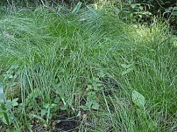 Carex remota (turzyca rzadkokłosa)