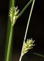 Carex remota (turzyca rzadkokłosa)