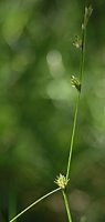 Carex remota (turzyca rzadkokłosa)