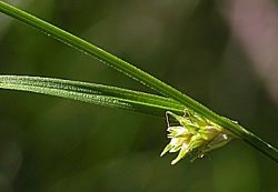 Carex remota (turzyca rzadkokłosa)