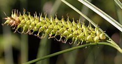 Carex rostrata