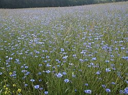 Centaurea cyanus