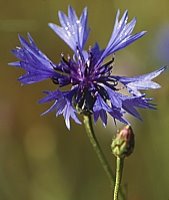 Centaurea cyanus