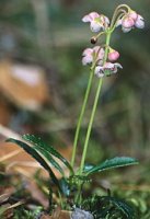 Chimaphila umbellata (pomocnik baldaszkowy)