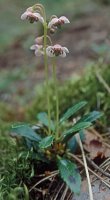 Chimaphila umbellata (pomocnik baldaszkowy)