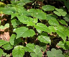 Circaea alpina