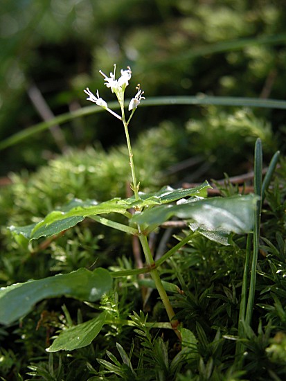 Circaea alpina