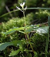 Circaea alpina