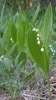 Convallaria majalis