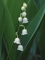 Convallaria majalis