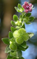 Cynoglossum officinale