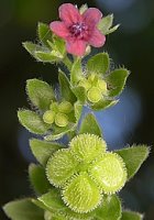 Cynoglossum officinale