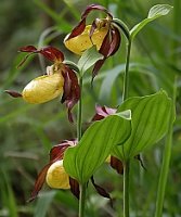 Cypripedium calceolus (obuwik pospolity)