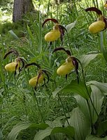 Cypripedium calceolus (obuwik pospolity)