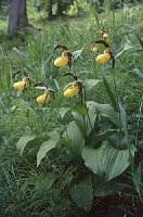 Cypripedium calceolus (obuwik pospolity)