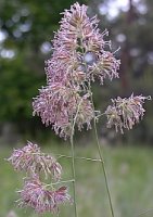 Dactylis glomerata