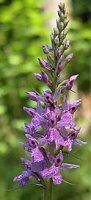 Dactylorhiza fuchsii (kukułka Fuchsa)