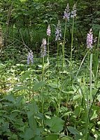 Dactylorhiza fuchsii (kukułka Fuchsa)