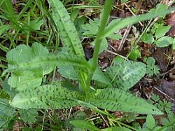 Dactylorhiza fuchsii (kukułka Fuchsa)