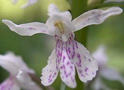 Dactylorhiza fuchsii (kukułka Fuchsa)