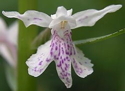 Dactylorhiza fuchsii (kukułka Fuchsa)