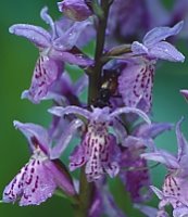 Dactylorhiza fuchsii (kukułka Fuchsa)