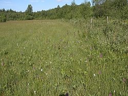 Dactylorhiza incarnata