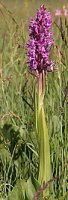 Dactylorhiza incarnata