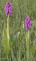 Dactylorhiza incarnata