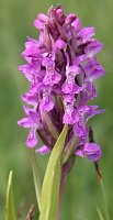 Dactylorhiza incarnata